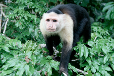 Colon (Cristobal) Monkey Watch cruise excursion